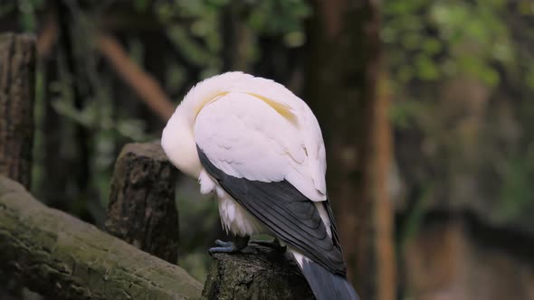 Pied Imperial Pigeon perched on gain cleaning his feathers.