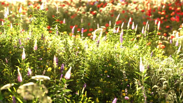 Field with Flowers During Summer Sundown