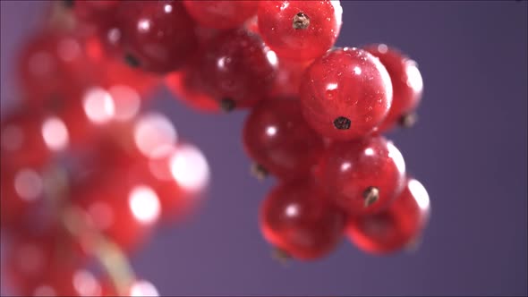 Closeup View of Falling Red Currant From Currant Tree