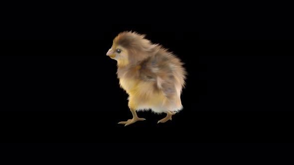 15 Baby Chicks Dancing 4K