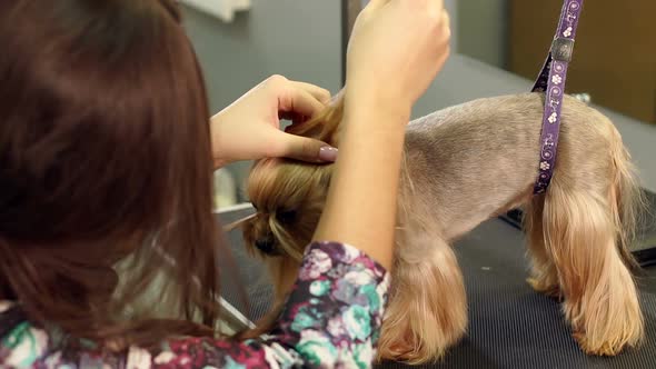 Little Yorkshire Terrier in Grooming Salon Getting Haircut