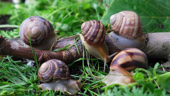 Five Large Grape Garden Snails Helix Pomatia Live in the Forest on the Grass