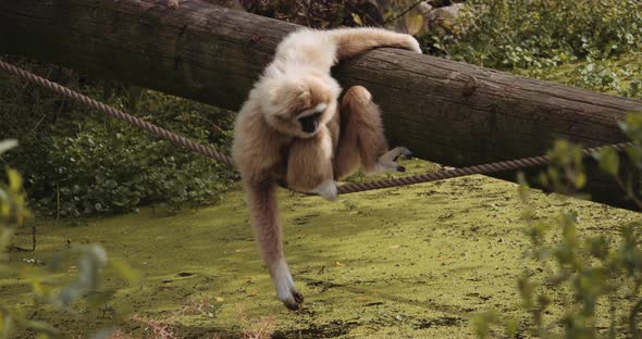 Lar Gibbon Picking Plants From Lake To Eat