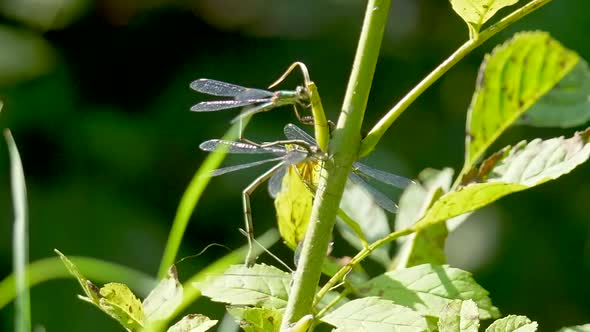 Close up shot of active Damselfly climbing up stalk of green plant during sunny day