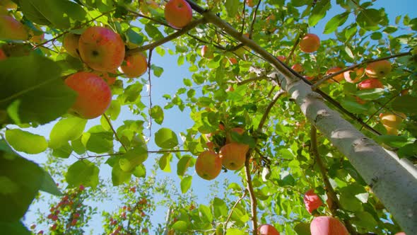 Bunches of Ripe Red Apples Hang on Tree Branches in Orchard