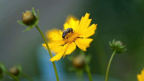 Nice Summer Flowers