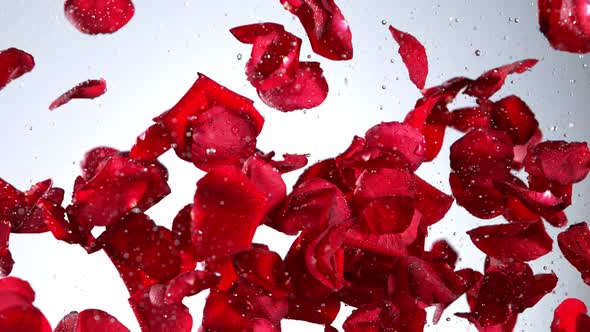 Super Slow Motion Shot of Real Red Rose Petals and Water Explosion on Light Background at 1000 Fps