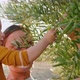 Joyful and Cute Young Mom Hold Little Child in Her Arms and Showing Olive Tree in the Garden - VideoHive Item for Sale