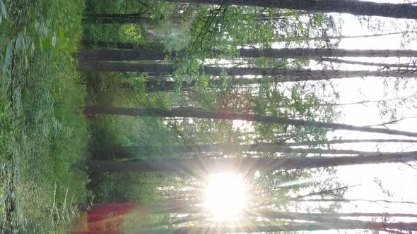 Vertical Video of a Forest with Pine Trees