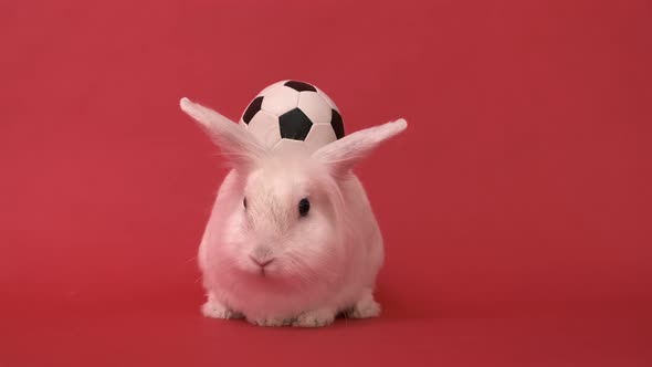 White Rabbit and Soccer Ball on Red Background