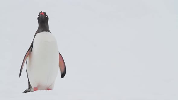 Gentoo Penguins In Antarctica