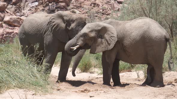 Two elephants drinking from a small waterhole