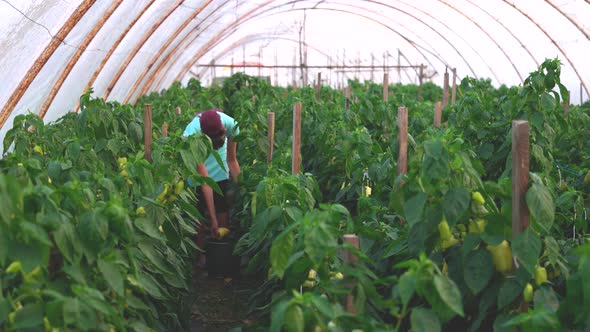 Woman Picking Bell Peppers at Greenhouse