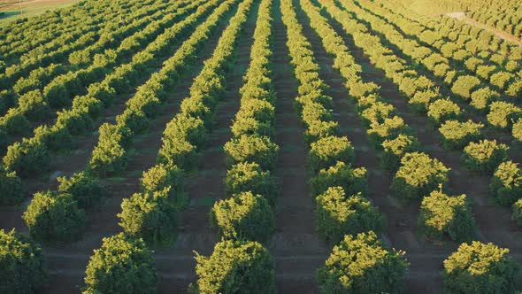 4K Fields Aerial