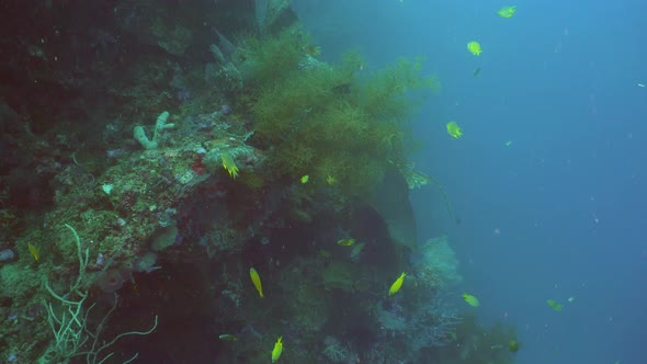 Coral Reef and Tropical Fish. Bali,Indonesia.