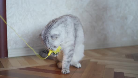 Scottish Fold Gray Cute Cat Plays with a Hanging Yellow Toy Catching It with Its Paws