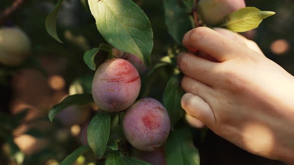 Woman's Hand Picks a Plum From a Tree