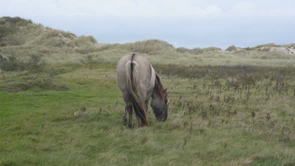 Konik stallion walking to the right