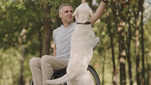 Man in Wheelchair Playing with Dog in Park