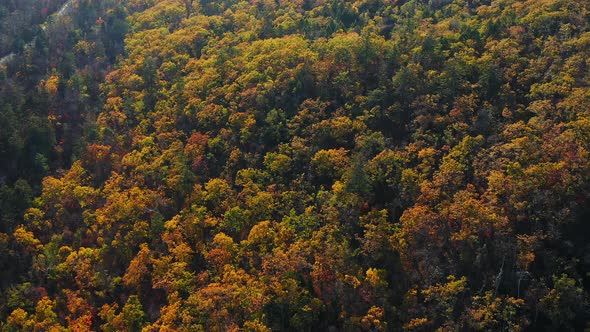 Aerial Shot of Forest in Fall Season