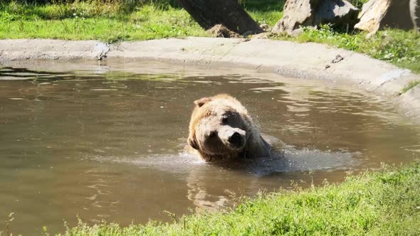 Brown Bear Plays in the Pond in the Reserve and Funny Swimming in the Water