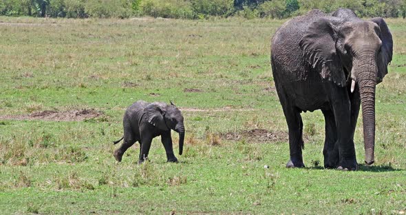 African Elephant, loxodonta africana, Mother and Calf, Masai Mara Park in Kenya, Real Time 4K