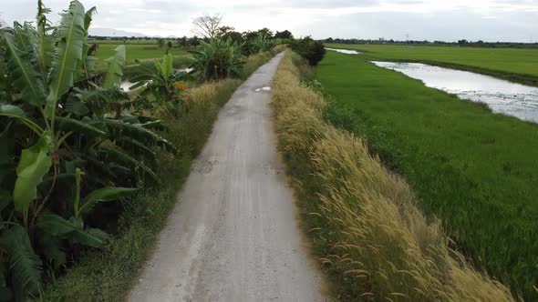 POV pass through the kampung rural path grow with couch grass