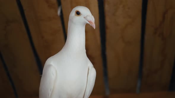 Single and pure white pigeon. Beautiful dove.