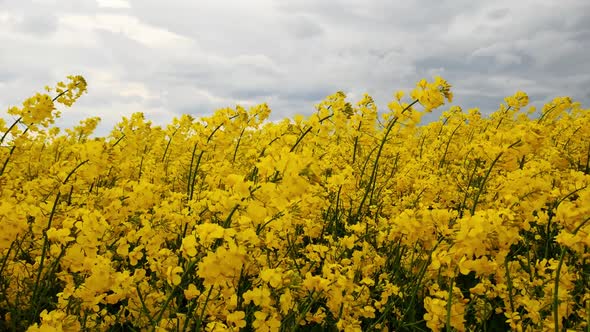 Yellow flowers of rapeseed a cultivated and agricultural plant on farmland