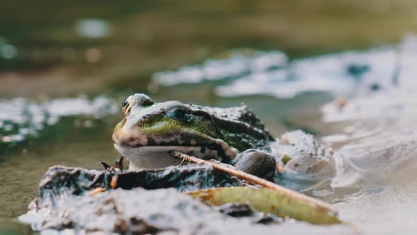 Green Frog Sits on the Shore By the River Extreme Close Up Portrait of Toad