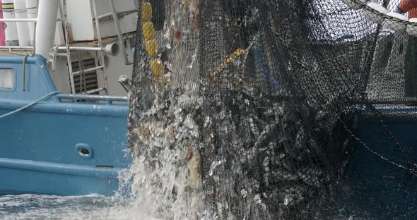 Fishing Boat Pulling Out a Net Full of Salmon Fish From Pacific Ocean Water Near Alaskan Coast, USA.