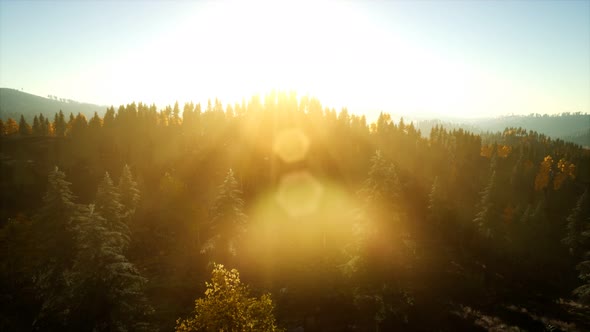 Aerial View of the Beautiful Autumn Forest at Sunset with Green Pine Trees