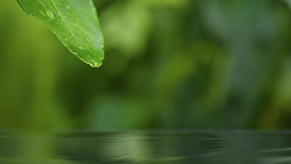 Drop Falling From Leaf Into Water Closeup Leaf Juice Plant Oil