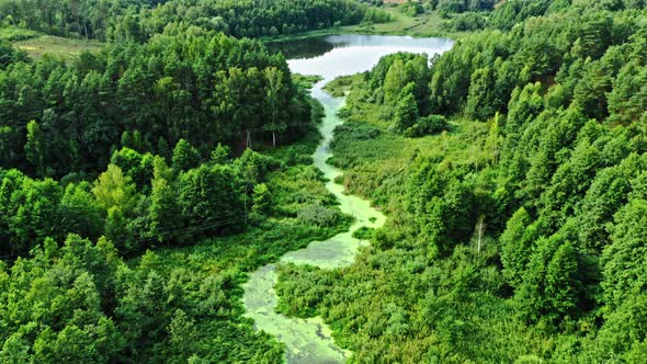 Aerial view of nature. River and blooming algae in summer.