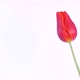 Red Spring Beautiful Tulip On White Background - VideoHive Item for Sale