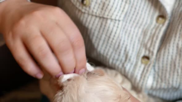 Master Cleans the Puppy Eyes with Cotton Pad