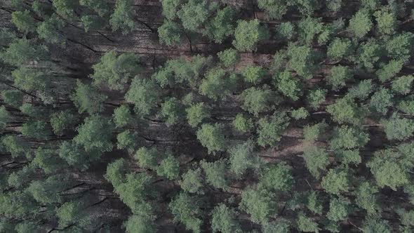 Vertical Video of Green Pine Forest By Day Aerial View