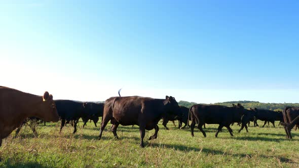 in the Suns Rays on a Green Meadow Goes a Herd of Large Selection Cows Bulls Runs