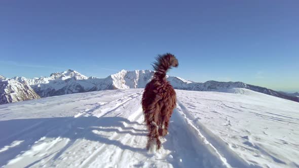 Bergamasco Shepherd Dog Walks In The Snow 