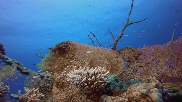 Underwater Colourful Garden