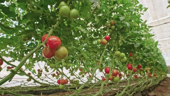 Tracking shot of Tomatoes in a greenhouse