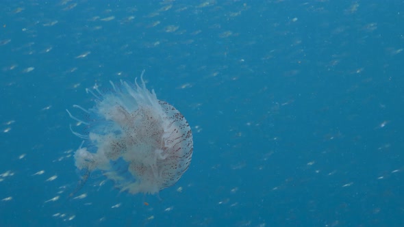 A large Jellyfish floats majestically through the blue ocean with a background of shimmering schooli