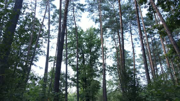 Slow Motion View of Green Forest By Day