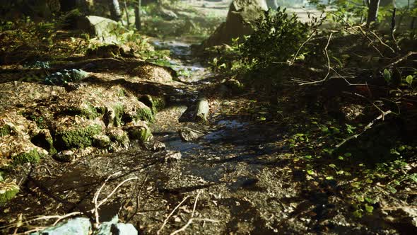 Small Creek Runs Through a Wide Valley Full of Fallen Leaves