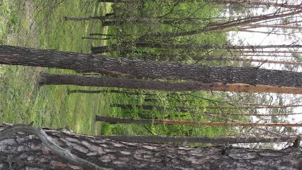 Vertical Video of a Forest with Pine Trees