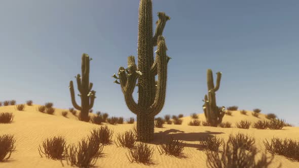 Saguaro Cactus Blossoms 