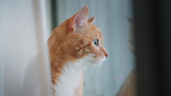 Red cat sitting by the window curtains