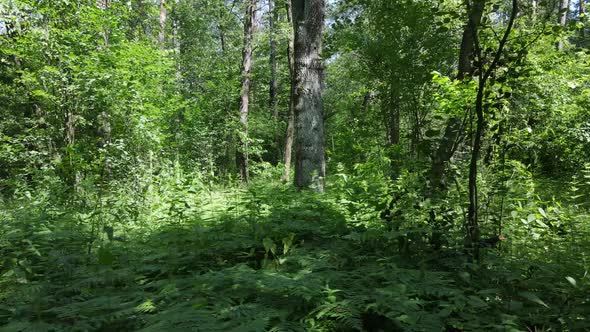 Beautiful Green Forest on a Summer Day Slow Motion