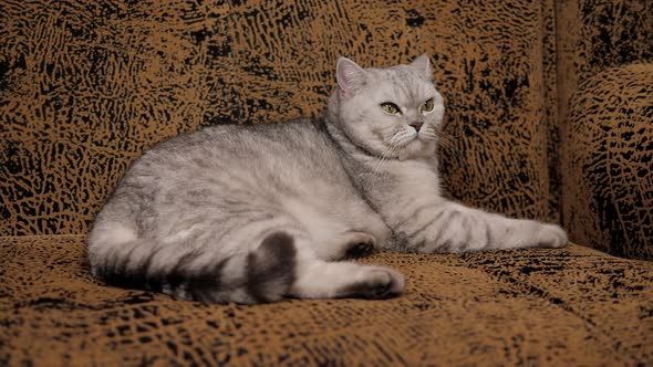 Closeup of a Fluffy Gray Cat Lying on a Brown Sofa