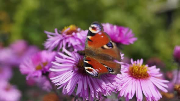 2017.09.26_3 The butterfly Peacock eye (lat. Aglais io) collects nectar from flowers.